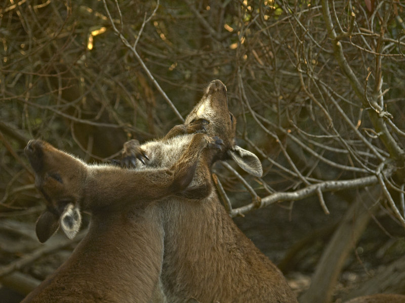Kangaroo Island, Kangaroo